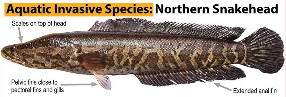 The Northern Snakehead is an invasive species that should be caught, killed, frozen and reported.